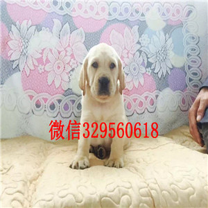 无锡白色拉布拉多犬赛级拉布拉多犬纯种拉布拉
