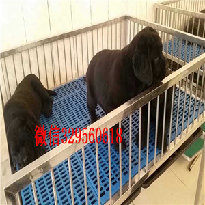 廊坊白色拉布拉多犬拉布拉多狗场哪里能买到拉