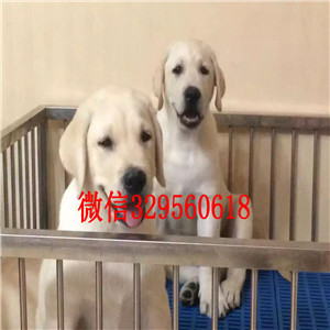 铜陵黄色拉布拉多犬双血统拉布拉多哪里能买到