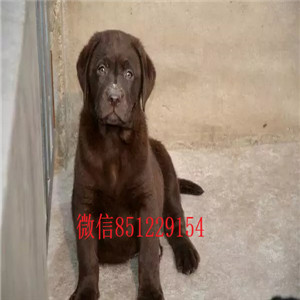 出售赛级拉布拉多 假一赔十品质第一 当天付款包邮