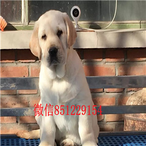 出售赛级拉布拉多 假一赔十品质第一 当天付款