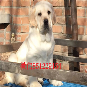 优秀品质拉布拉多犬青岛犬舍热卖 签订售后保
