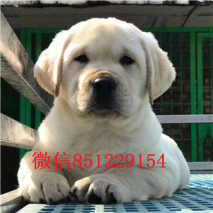出售赛级拉布拉多 假一赔十品质第一 当天付款包邮