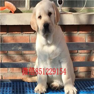 促销纯血统拉布拉多犬 青岛周边地区可送用品