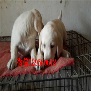 内江哪里出售纯种拉布拉多大骨架拉布拉多奶白