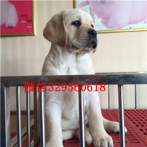 阿坝哪有卖拉布拉多犬大骨架拉布拉多黑色拉布拉多犬出售出售大骨架拉布拉多犬
