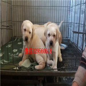 阿坝哪有卖拉布拉多犬大骨架拉布拉多黑色拉布拉多犬出售出售大骨架拉布拉多犬