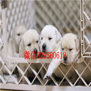 株洲哪有卖拉布拉多犬狗场直纯种拉布拉多犬家养多只拉布拉多宝宝纯种拉布拉多幼犬 签协议双双血统拉布拉多犬出售