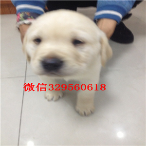 鹤岗哪里出售纯种拉布拉多精品拉布拉多幼犬出售黑色拉布拉多犬出售纯种拉布拉多幼犬 签协议双双血统拉布拉多犬出售