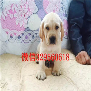 九江哪里出售纯种拉布拉多纯种拉布拉多幼犬黑色拉布拉多犬出售出售大骨架拉布拉多犬