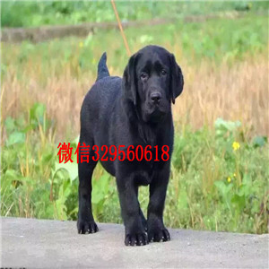 西安哪有卖拉布拉多犬大骨架拉布拉多奶白色拉布拉多出售纯种拉布拉多幼犬 签协议双双血统拉布拉多犬出售