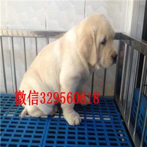 阳江哪里出售纯种拉布拉多大骨架拉布拉多家养