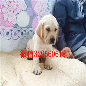 新余哪有卖拉布拉多犬大骨架拉布拉多咖啡色拉