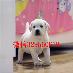 阿里哪有卖拉布拉多犬狗场直纯种拉布拉多犬咖
