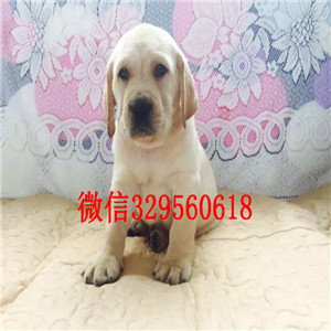 九江哪里出售纯种拉布拉多纯种拉布拉多幼犬黑色拉布拉多犬出售出售大骨架拉布拉多犬