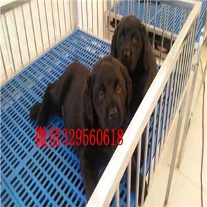 海南州哪有卖拉布拉多犬长期出售 拉布拉多犬拉布拉多 神犬小七纯种拉布拉多幼犬 签协议双双血统拉布拉多犬出售