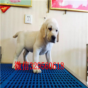 钦州哪里出售纯种拉布拉多纯种拉布拉多幼犬拉