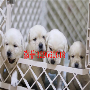 株洲哪有卖拉布拉多犬狗场直纯种拉布拉多犬家养多只拉布拉多宝宝纯种拉布拉多幼犬 签协议双双血统拉布拉多犬出售