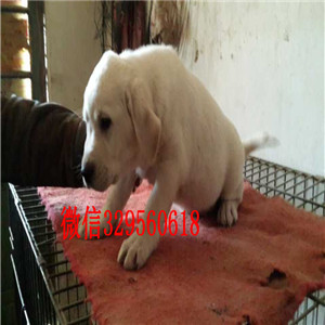 德宏哪有卖拉布拉多犬精品拉布拉多幼犬出售拉