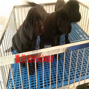 娄底哪里出售纯种拉布拉多导盲犬拉布拉多奶白色拉布拉多出售出售大骨架拉布拉多犬