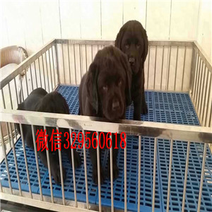 黄浦哪有卖拉布拉多犬导盲犬拉布拉多出售纯种