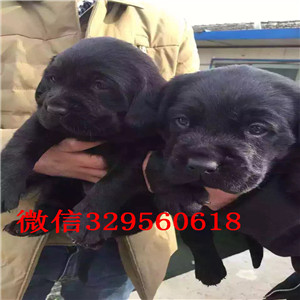 常德哪里出售纯种拉布拉多精品拉布拉多幼犬出