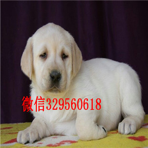 襄樊哪有卖拉布拉多犬纯种拉布拉多幼犬家养多只拉布拉多宝宝出售大骨架拉布拉多犬