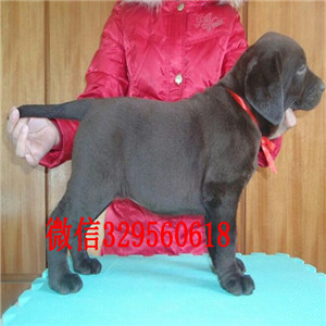 浦东哪有卖拉布拉多犬导盲犬拉布拉多黄色拉布