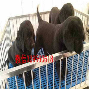 白山哪里出售纯种拉布拉多导盲犬拉布拉多黄色