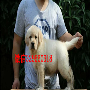 威海哪有卖拉布拉多犬长期出售 拉布拉多犬黄