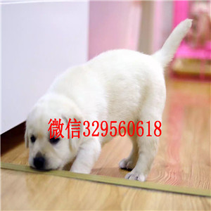 包头哪有卖拉布拉多犬长期出售 拉布拉多犬黑