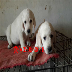 东营哪里出售纯种拉布拉多长期出售 拉布拉多犬黑色拉布拉多犬出售出售大骨架拉布拉多犬