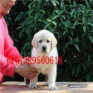 白城哪里出售纯种拉布拉多长期出售 拉布拉多