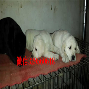 东营哪里出售纯种拉布拉多长期出售 拉布拉多犬黑色拉布拉多犬出售出售大骨架拉布拉多犬