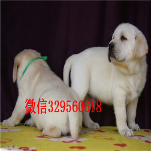 西双版纳哪有卖拉布拉多犬纯种拉布拉多幼犬出