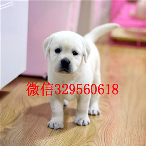 武威哪有卖拉布拉多犬精品拉布拉多幼犬出售黑