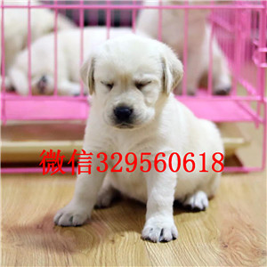 普陀哪有卖拉布拉多犬纯种拉布拉多幼犬黑色拉布拉多犬出售出售大骨架拉布拉多犬