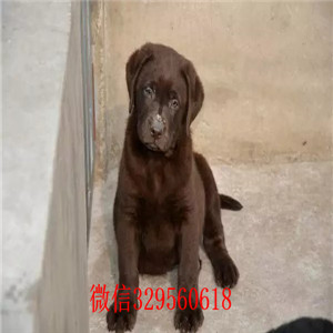 鸡西哪里卖拉布拉多纯种拉布拉多价格可爱大气上档次拉布拉多拉布拉多图片价格
