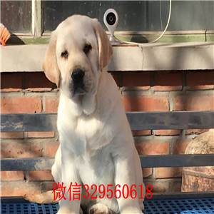 抚顺哪里出售纯种拉布拉多幼犬出售精品拉布拉