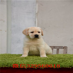 德阳哪里出售纯种拉布拉多幼犬自家狗场热销拉