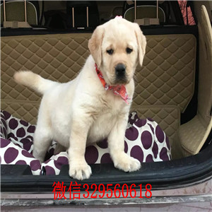 大连哪里出售纯种拉布拉多幼犬纯种拉布拉多价格可爱大气上档次拉布拉多黑色拉布拉多导盲犬