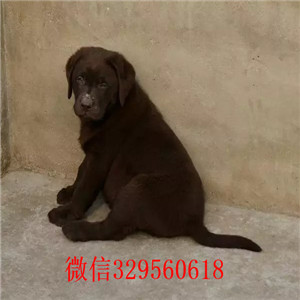 鸡西哪里卖拉布拉多纯种拉布拉多价格可爱大气上档次拉布拉多拉布拉多图片价格
