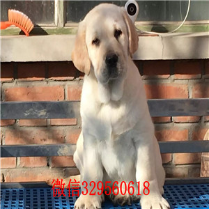 平顶山哪里出售纯种拉布拉多幼犬自家狗场热销拉布拉多犬可爱大气上档次拉布拉多黑色拉布拉多导盲犬