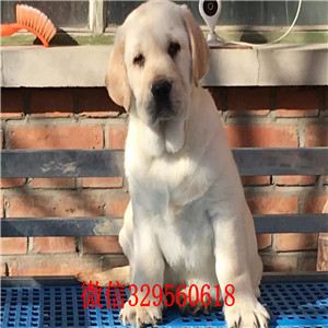 达州哪里出售纯种拉布拉多幼犬纯种拉布拉多价