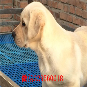 大连哪里出售纯种拉布拉多幼犬纯种拉布拉多价格可爱大气上档次拉布拉多黑色拉布拉多导盲犬