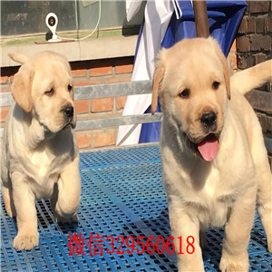 铜陵哪里卖拉布拉多出售奶白黑色黄色拉布拉多