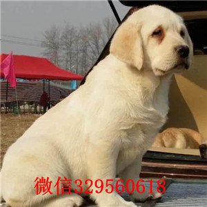 鞍山哪里卖拉布拉多纯种拉布拉多价格纯种拉拉