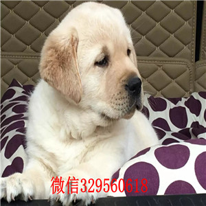 盘锦哪里卖拉布拉多纯种拉布拉多价格可爱大气上档次拉布拉多黑色拉布拉多导盲犬