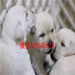 长宁出售纯种拉布拉多犬白色拉布拉多多少钱拉