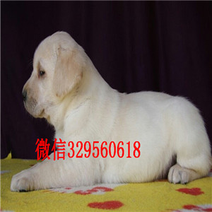 青岛哪里能买到纯种拉布拉多白色拉布拉多犬出售拉布拉多图片宠物店出售纯拉布拉多